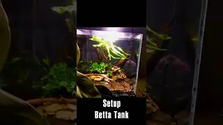 Betta tank setup simple for beginners #2 | Shinark Aquascaper shorts