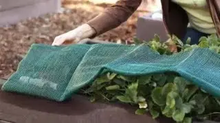 How to Transplant Strawberries in the Summer : Strawberry Gardening