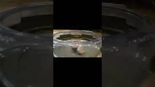 Royal Genesis G5 Comeback Burst Finish