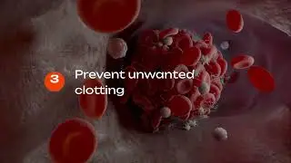 Nitric Oxide and Your Endothelium