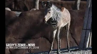 11 Ungulate Calves Born at the Saint Louis Zoo