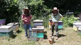 Ontario Varroa Mite Campaign: Sticky Board Method