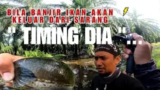 Bila Banjir Ikan Haruan Akan Keluar Daripada Sarang | Spot Haruan Ladang Sawit Banjir