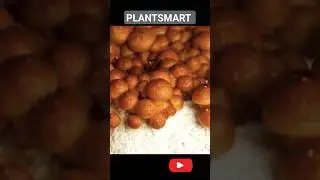 Nameko Magic: Unraveling the Secrets of this Unique Fungus