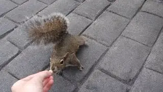 Feeding a Squirrel - American Vlogs