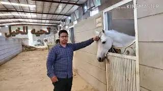 # نادي-الفروسيه-لركوب-الخيل-سيئون-حضرموت-اليمن