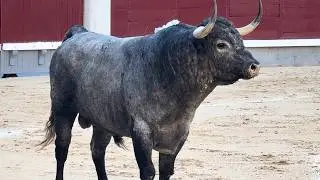 Salida 2º toro de PARTIDO DE RESINA: 