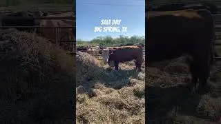 #BigSpring,Tx #Cows #cattle #Bull #calves #cowboy #rodeo #livestock #western #outdoors #animals