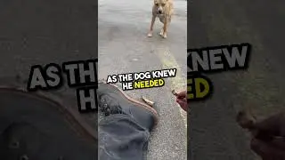 This stray dog will break your heart 😢❤️ #shorts