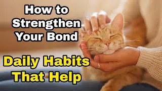 How to Strengthen Your Bond with Your Cat: Daily Habits That Help