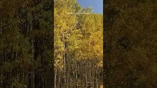 Kebler Pass, Colorado 🍂