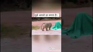 🐒 Monkey V/S Tiger 🐅 |Funny Video || DM comedy ||
