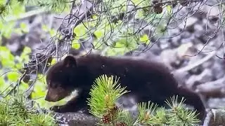 Spring Babies in Yellowstone