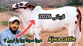 Did I get sod or not? | Ajwa cattle | Qurbani 2026 collection #cattlesjunoon #cow #cattlefarm #2026
