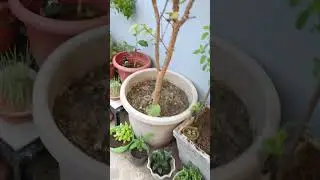 #phulwari#terrace garden#plant#hariyali#nature#vermicompost#plants care 🌿☘️🌱🌺🌹🌸🌳🏡