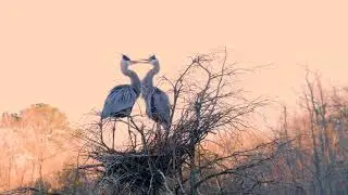 Great Blue Heron Courting Behavior