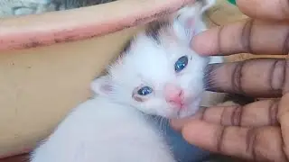 കുറച്ച് കാര്യങ്ങൾ പറയാനുണ്ടേ.. 🥺💜 #kittenvideos #protectanimals #adopt #petlover #happyanimals