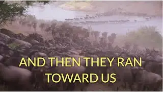 Extreme Close-Up of Lion and Wildebeests | Great Migration | Mara River, Tanzania | Sept 2023