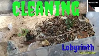 Cleaning a Labyrinth from Tar Heel Ants, #antkeeping #tarheelants #antsaspets