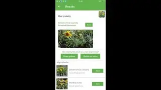 PlantSnap identifies an Arrowleaf Balsamroot (Balsamorhiza sagittata)