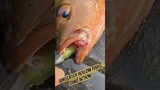 Redsnapper on Surecatch Hollow Fish Shad | Kerala River Fishing Adventure! #fishing