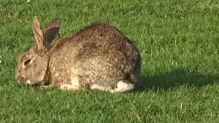 Kaninchen Wildkaninchen H&auml;schen Hase futtern auf der Wiese in der Sonne wildlebend