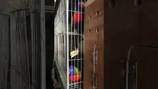rainbow lorikeet / Mulakan Lorry's Bird