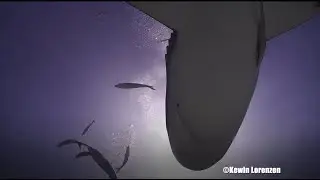 Shark shadows