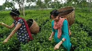 Tea farming in Assam