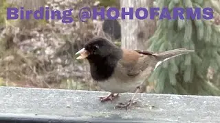 Hogi Gardens #012 | Garden Update | Native Birds @hohofarms #birdwatching #birding #foodforest