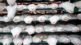 Amazing Mink Farming Technique - Mink Fur Harvest and Processing in Factory