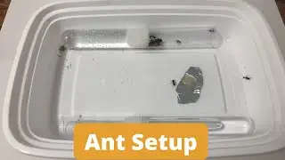 My Camponotus Plastic Container Ant Setup