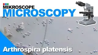 Drop of life 04: Arthrospira platensis
