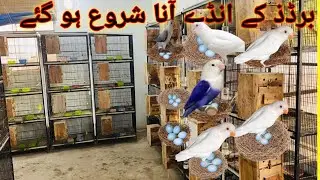 Breeding Progress | LoveBirds Breeding | How We Breed LoveBirds