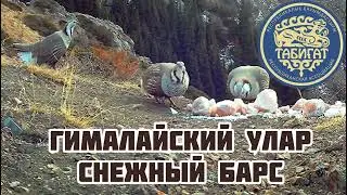 Гималайский улар и снежный барс попали в кадр в охотничьем хозяйстве. 