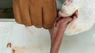 Cara filet ikan lele pling mudah