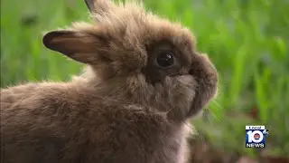 Organization needs help to rescue lionhead rabbits in Wilton Manors