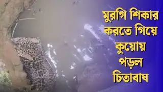 leopard falls into well: মুরগি শিকার করতে গিয়ে কুয়োয় পড়ল চিতাবাঘ