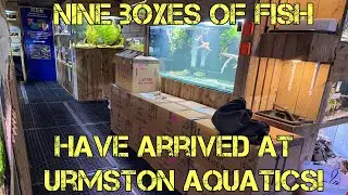 NINE BOXES OF FISH IN THIS WEEK AT URMSTON AQUATICS 
