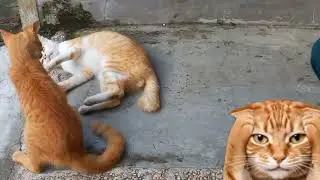 Kucing berantem aja #kelfaada #cat #catlovers #brotherhood 