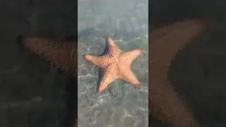 Starfish: The Sea Creature That Can Regrow Its Body 😱 | Amazing Ocean Facts
