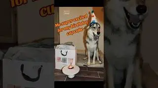 My ancestors are proud of me #shorts #dog #dogs #doglover #husky #puppy #cutedog #bff
