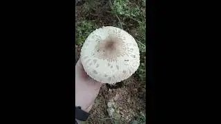 מיטרנית מתקלפת - Macrolepiota excoriata- פטריות יער