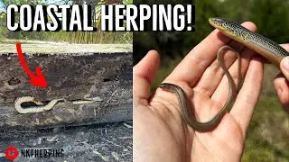 Spring Herping in Coastal Georgia! Fascinating Glass Lizards, Yellow Rat Snake, and More!