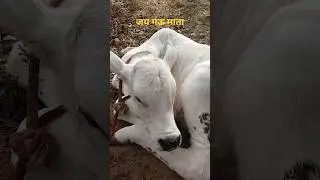 &ldquo;You Can&rsquo;t Ignore This Cute Cow Baby 🐄❤️Stop Scrolling&hellip; Look at This Cow Baby 😍 #shorts #savecow #yt