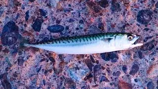 Mackerel Catch and Cook !! So many Fish!! Nova Scotia pt5