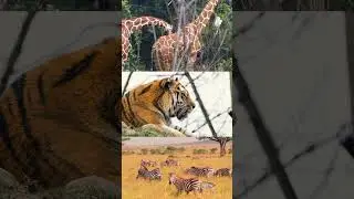 These Animal stripes and Spots are as unique as the human fingerprints #animals #shorts