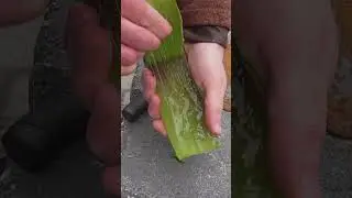 5 способов применения алоэ вера!