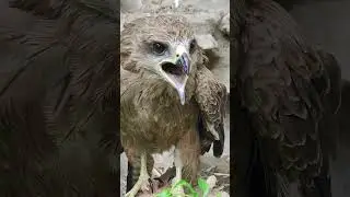 hawk sound to scare birds#youtubeshort #shortviral #tranding #scary#mirahmedgb
