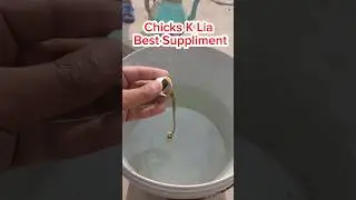 Best Suppliment For Aseel Chicks | Chicks Care #shorts #aseel #chicken